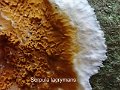 Serpula lacrymans-amf1289-1